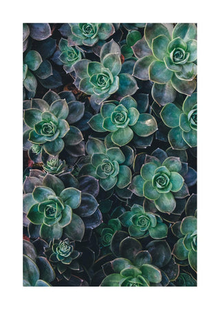 Green Sukkulent 2 poster featuring a close-up of lush green succulent plants arranged in a dense pattern.