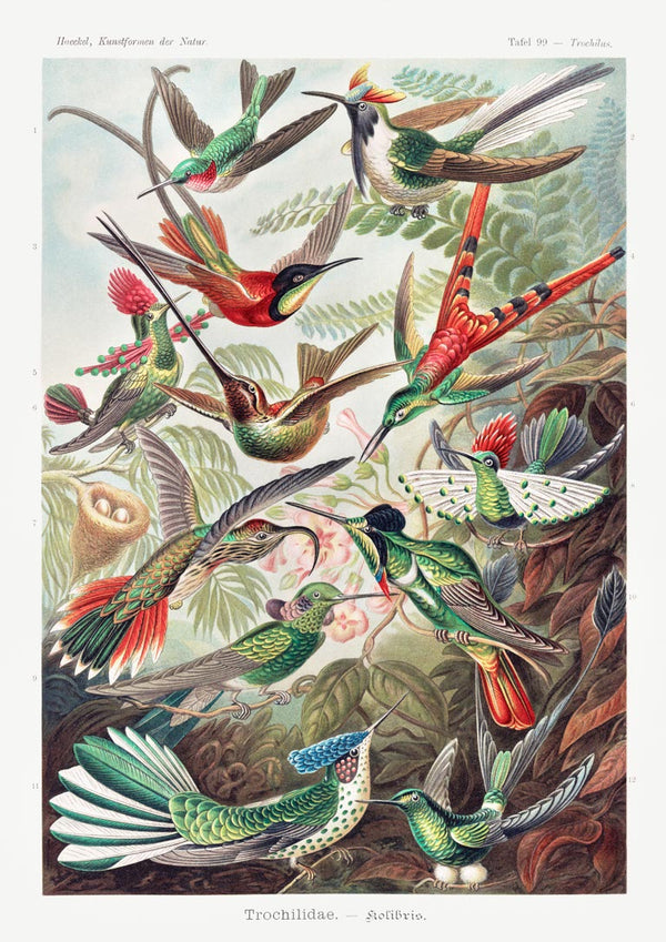 Vintage illustration of colorful hummingbirds from Trochilidae by Ernst Haeckel, perched and flying in a lush forest.