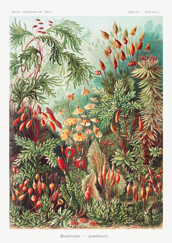 Colorful botanical illustration of mosses and liverworts from Muscinae Laubmoose by Ernst Haeckel.