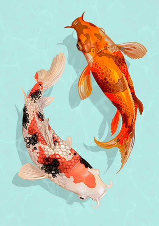 Illustration of two colorful Japanese koi fish swimming on a light blue background for a Japanske Karper Plakat.