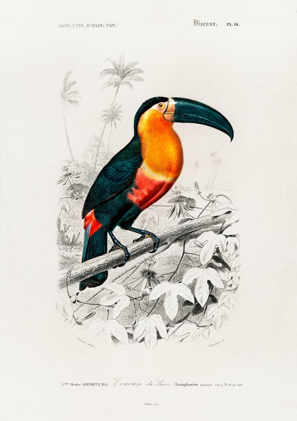 Illustration of a toucan with an orange chest on a branch, by Charles Dessalines Plakat.