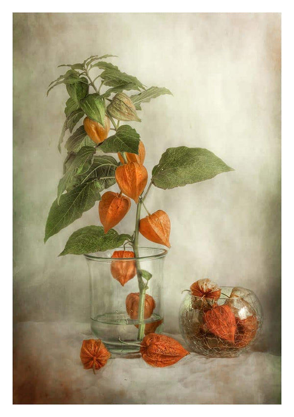 Still life of orange lantern flowers in clear glass vases, featured on the Lanterns - Mandy Disher product page.