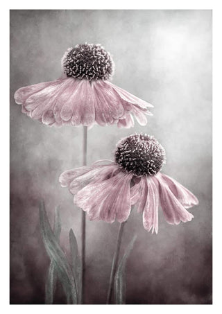 Two delicate pink coneflowers with soft petals, photographed artistically by Mandy Disher.