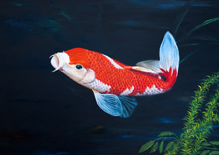 My koi by Juergen Duerrmann - a red and white koi turning through dark blue-green water