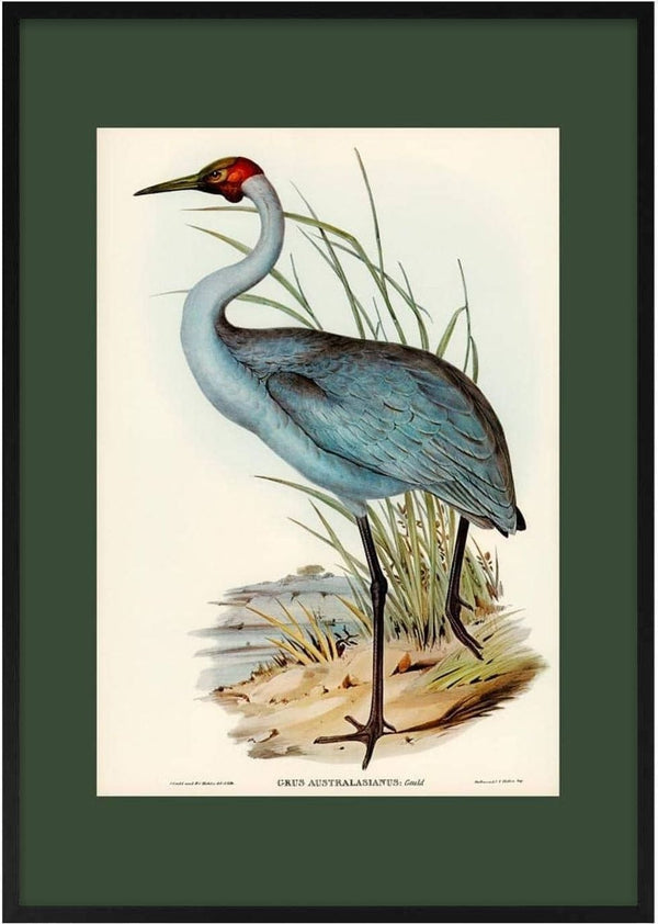 Illustration of an Australsk Trane by Elizabeth Gould, depicted standing near reeds and water.