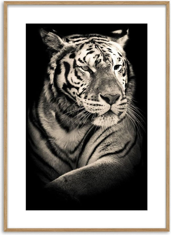 Black and white poster of a relaxed tiger with a calm, confident expression against a dark background.