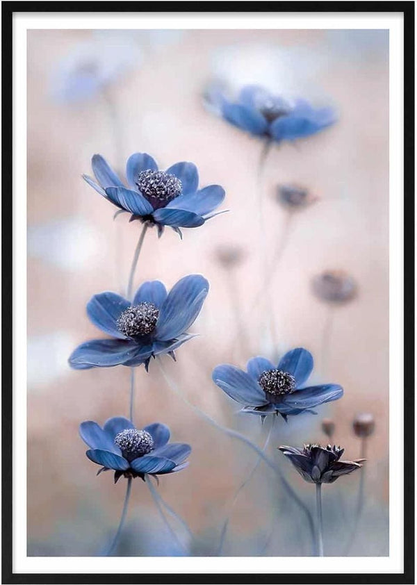 Delicate blue cosmos flowers with fine details, photographed artistically by Mandy Disher.