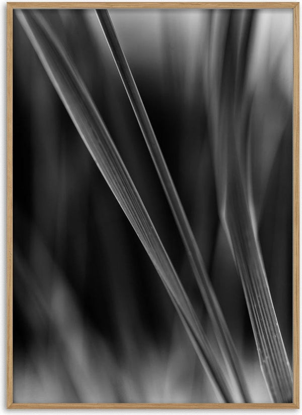 Diagonale Halme by Guido Lucker - black and white photograph of grass blades crossing diagonally against a dark background