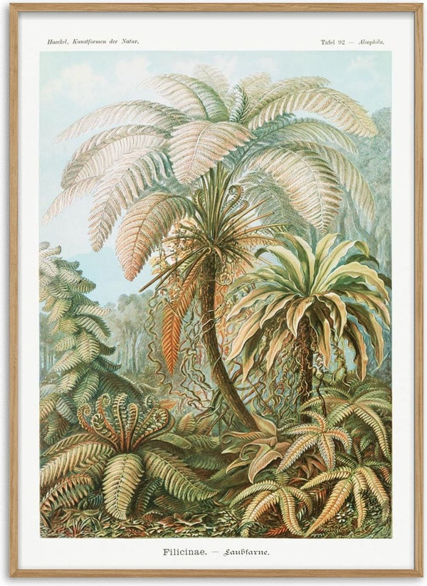Vintage illustration of Filicinae ferns by Ernst Haeckel, showing detailed foliage in a lush forest setting.