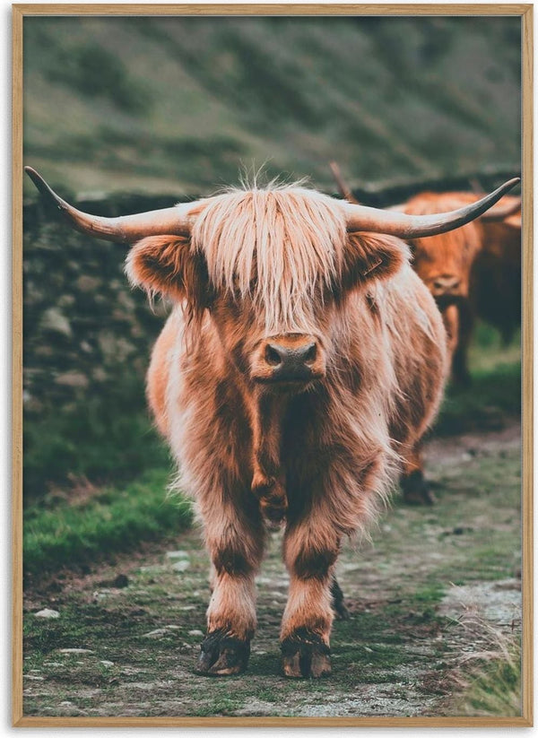 Highland cattle standing on a grassy path, featured on Field Naturposter product page.