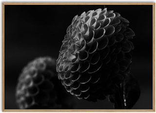 Lunar Bloom II - Guido Lucker