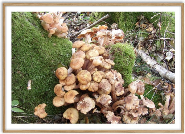 Skogens puls by Ljilja Marinic - honey coloured mushrooms on the forest floor beside green moss