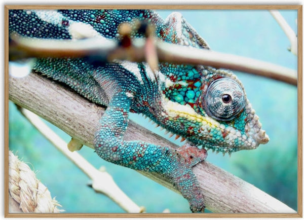 The Observer by KG Studio - close-up of a turquoise panther chameleon